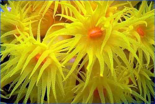الالفقاريات Invertebrate: االنفرادي Solitary: شقائق النعمان Anemones: الكائنات المجوفة Cnidarians: What is coral? It s a living organism!