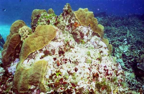 Today, 65% of the worlds reefs are