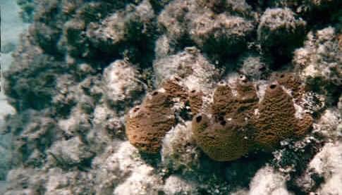 Sponges increase while Corals decrease Sponges have increased in numbers recently because of pollution and nutrient runoff coming from the