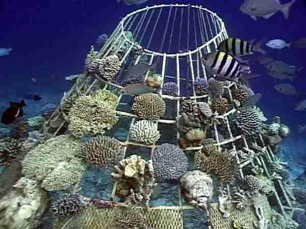 Barnacle Reef,