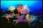 Ahermatypic Corals Precious Coral Soft