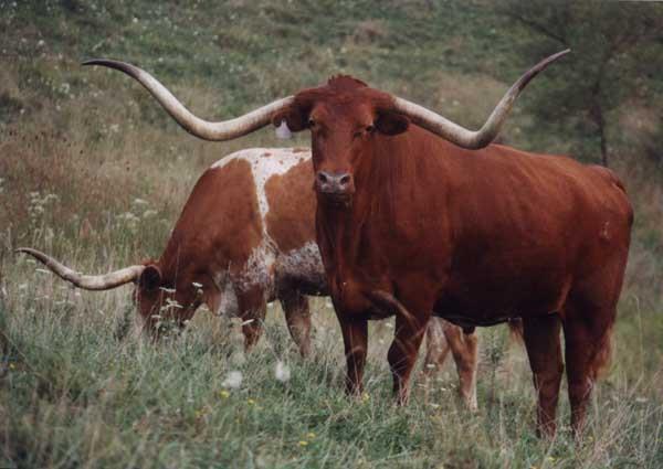 The longhorn was able to adapt to almost any environment.
