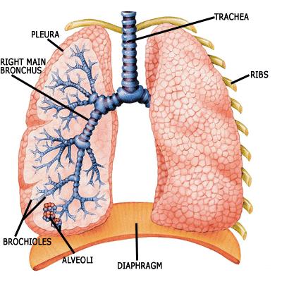Breathing happens when animals take in oxygen and give out carbon dioxide and water How does air enter and leave the lungs? 1.