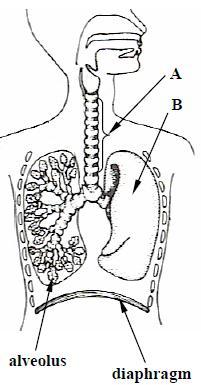 Name one activity which has a harmful effect on the breathing system. 8. [2010 OL] The diagram shows part of the human breathing system. (i) Name the parts labelled A and B in the diagram.