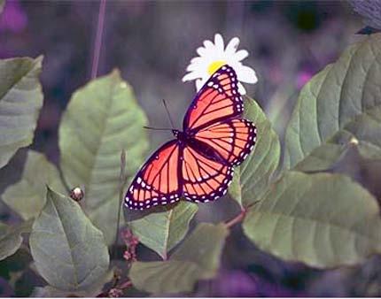 A famous example of warning coloration. is the monarch butterfly, which is bright orange and black. Monarchs taste so bad. that a bird will often vomit after eating one.