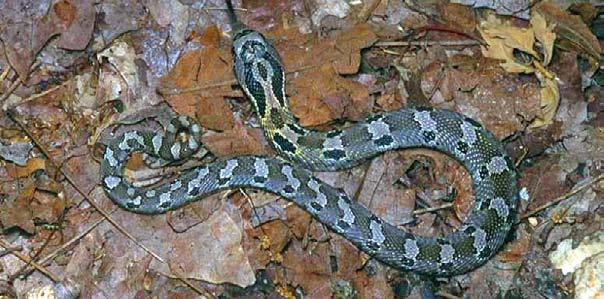 The use of coloring and patterns to disguise and conceal is called camouflage. Many kinds of animals use camouflage in order to survive.