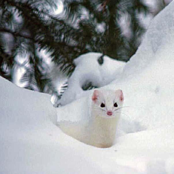 This white weasel blends in with the snow.