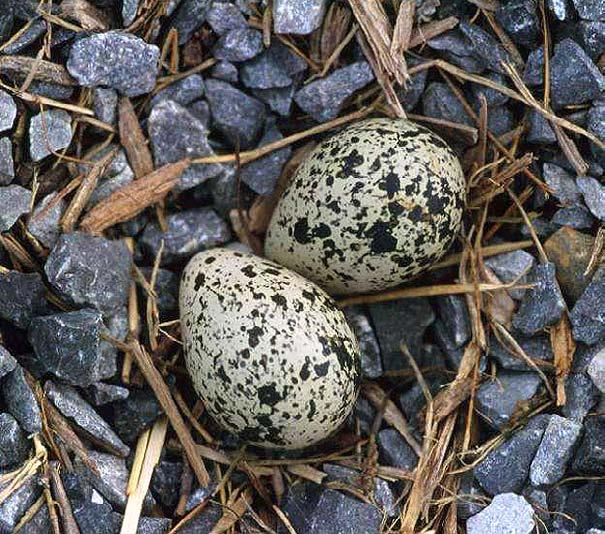 Some animals are even camouflaged. before birth. Many animals are at risk of being eaten when they are in the egg stage.