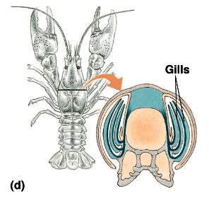 Invertebrate Gills