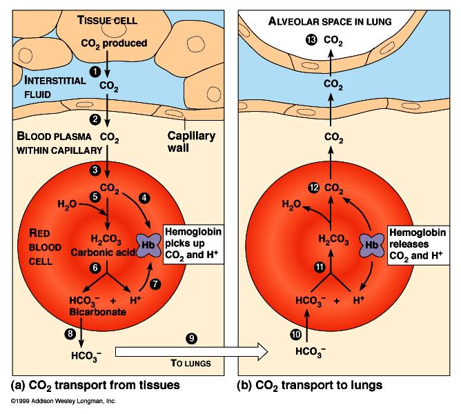 Hemoglobin-Oxygen Association tissues Carriage of Carbon Dioxide What is advantage of