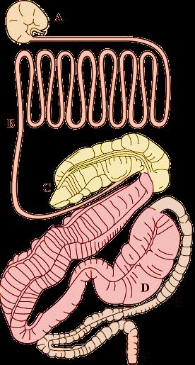 Digestive System of the Horse Mouth Stomach Esophagus (4-5 ft.) Stomach (2-4 gallons) Small Intestine (50-70 ft.