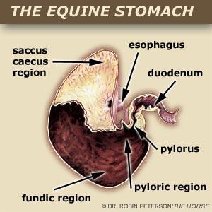 Stomach Holds 2-4 gallons Extremely small in relation to overall size of horse horses designed to