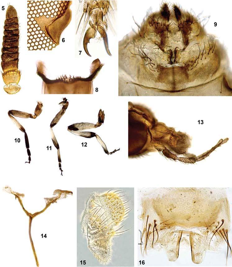 730 Mem Inst Oswaldo Cruz, Rio de Janeiro, Vol. 104(5), August 2009 Figs 5-16: Simulium marins n. sp. (Diptera: Simuliidae) female.
