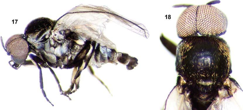 S. marins, a new species of black fly Mateus Pepinelli et al. 731 Figs 17, 18: Simulium marins n. sp. (Diptera: Simuliidae) male.