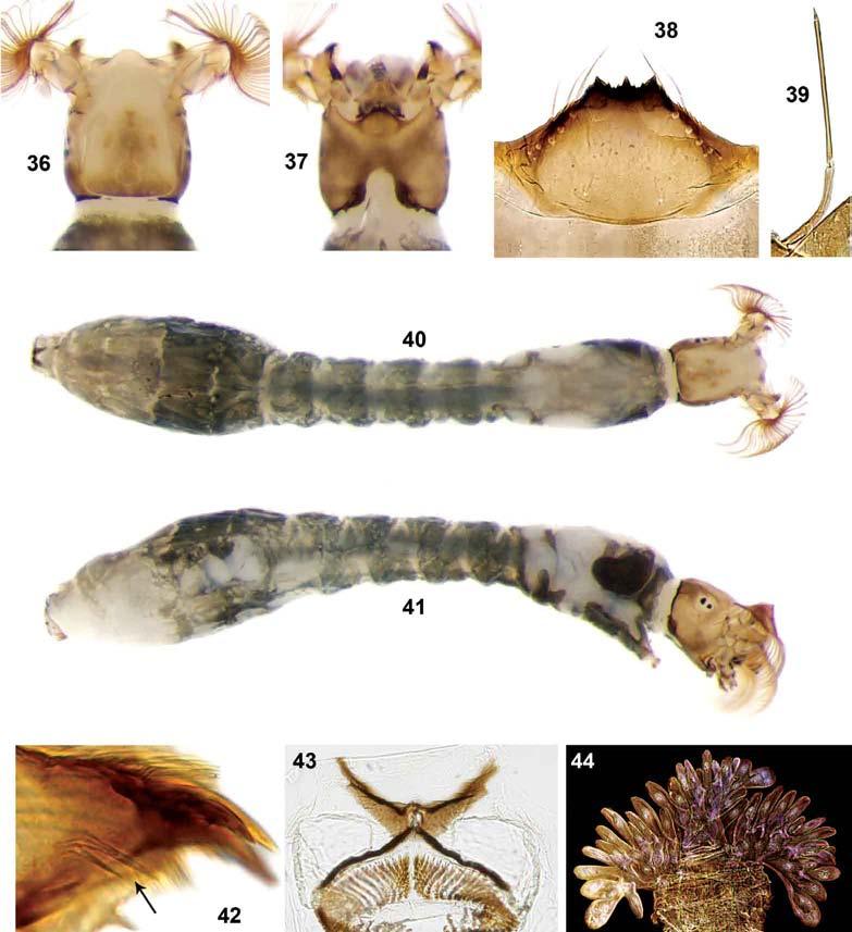 734 Mem Inst Oswaldo Cruz, Rio de Janeiro, Vol. 104(5), August 2009 Figs 36-44. Simulium marins n. sp. (Diptera: Simuliidae) larva.