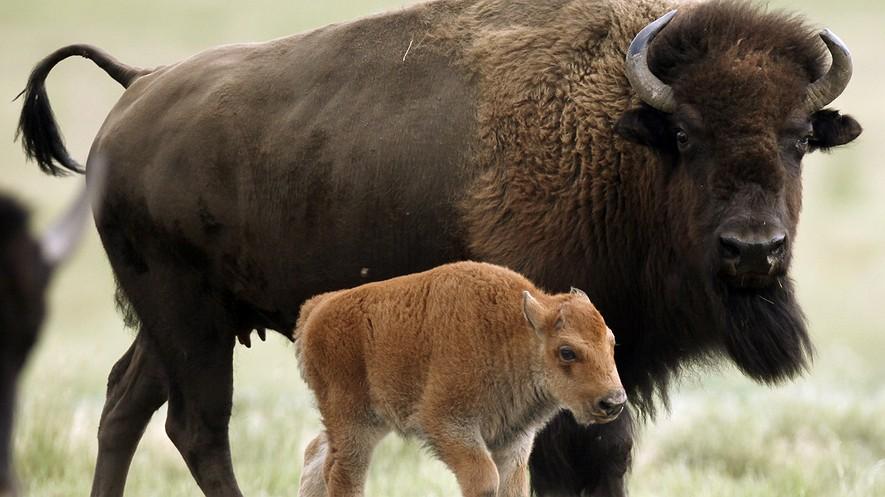 The history of the bison: A symbol of the American story By Oliver Milman, The Guardian, adapted by Newsela staff on 05.08.