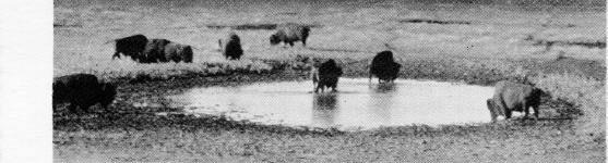 The Setting 7 Since 1970, the bison population in Wood Buffalo National Park has steadily declined and, in March 1990, it stood at about 3,200.