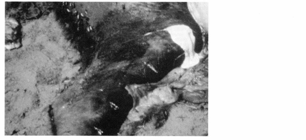 The Problem 13 pus out of the left knee joint of a bison found to have Isolated The disease in bison is similar to that in domestic cattle and is by involvement of the reproductive organs resulting