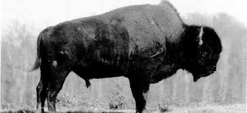 Analysis of the Problem 25 introduction of plains bison genes, of Nyarling River animals differ in physical appearance from plains animals at Elk Island National Park (Figure as members of the Panel