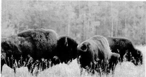 Geist and Karsten (1977) stated: One must at this point, and applaud, the farsightedness of both the Canadian Wildlife Service and Historic [sic] Parks Branch in rescuing the wood bison, and ensuring