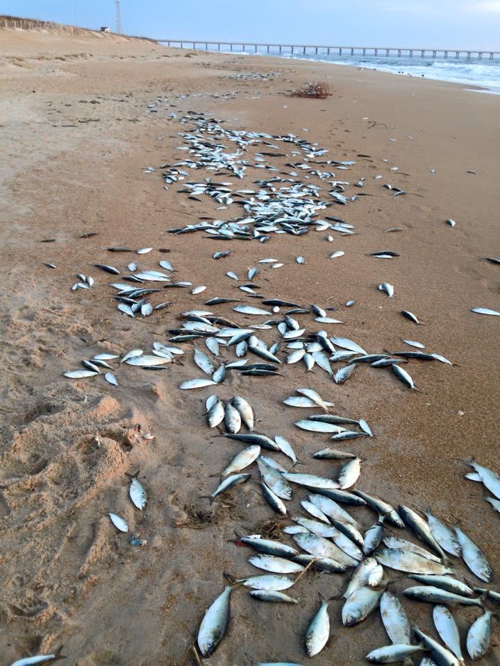 North Carolina Division of Water Resources Annual Report of Fish Kill Events 2015 Atlantic menhaden kill, Currituck and