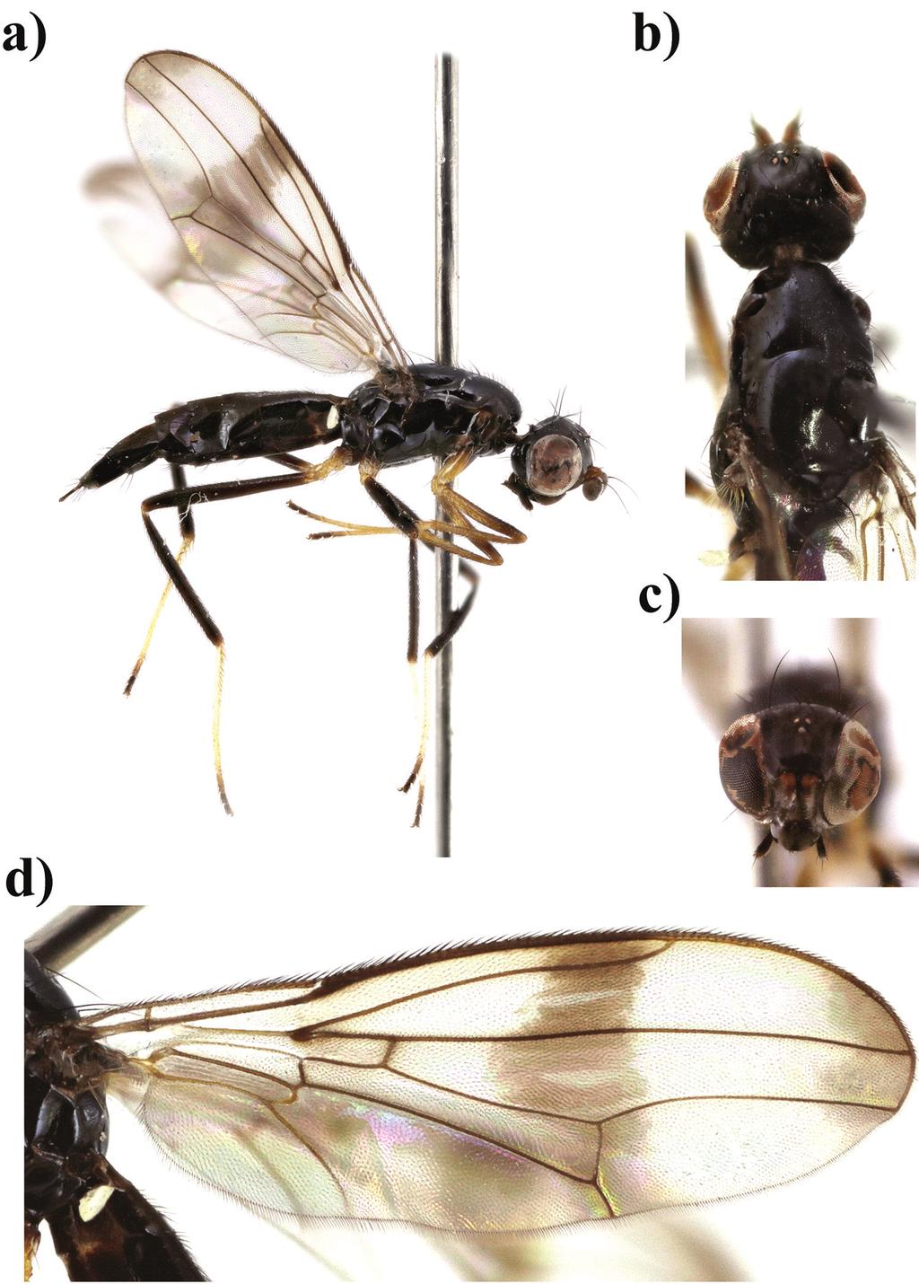 Eight new species of Strongylophthalmyia Heller from Vietnam with a key to species... 129 Figure 5.