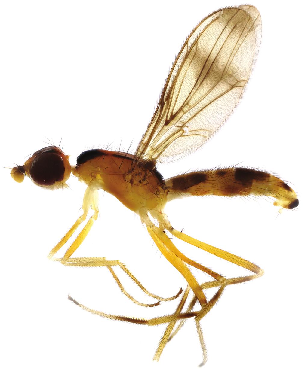 Eight new species of Strongylophthalmyia Heller from Vietnam with a key to species... 131 Figure 6. Strongylophthalmyia orchidanthae sp. n. Habitus, lateral view. shorter than distal section.