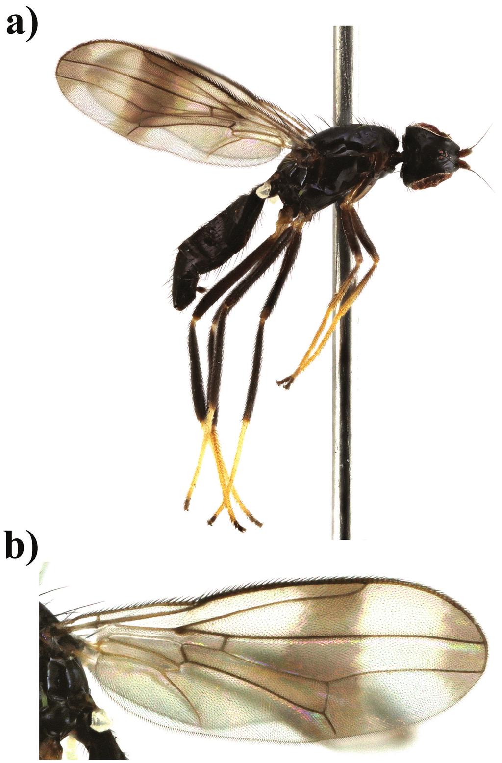 Eight new species of Strongylophthalmyia Heller from Vietnam with a key to species.