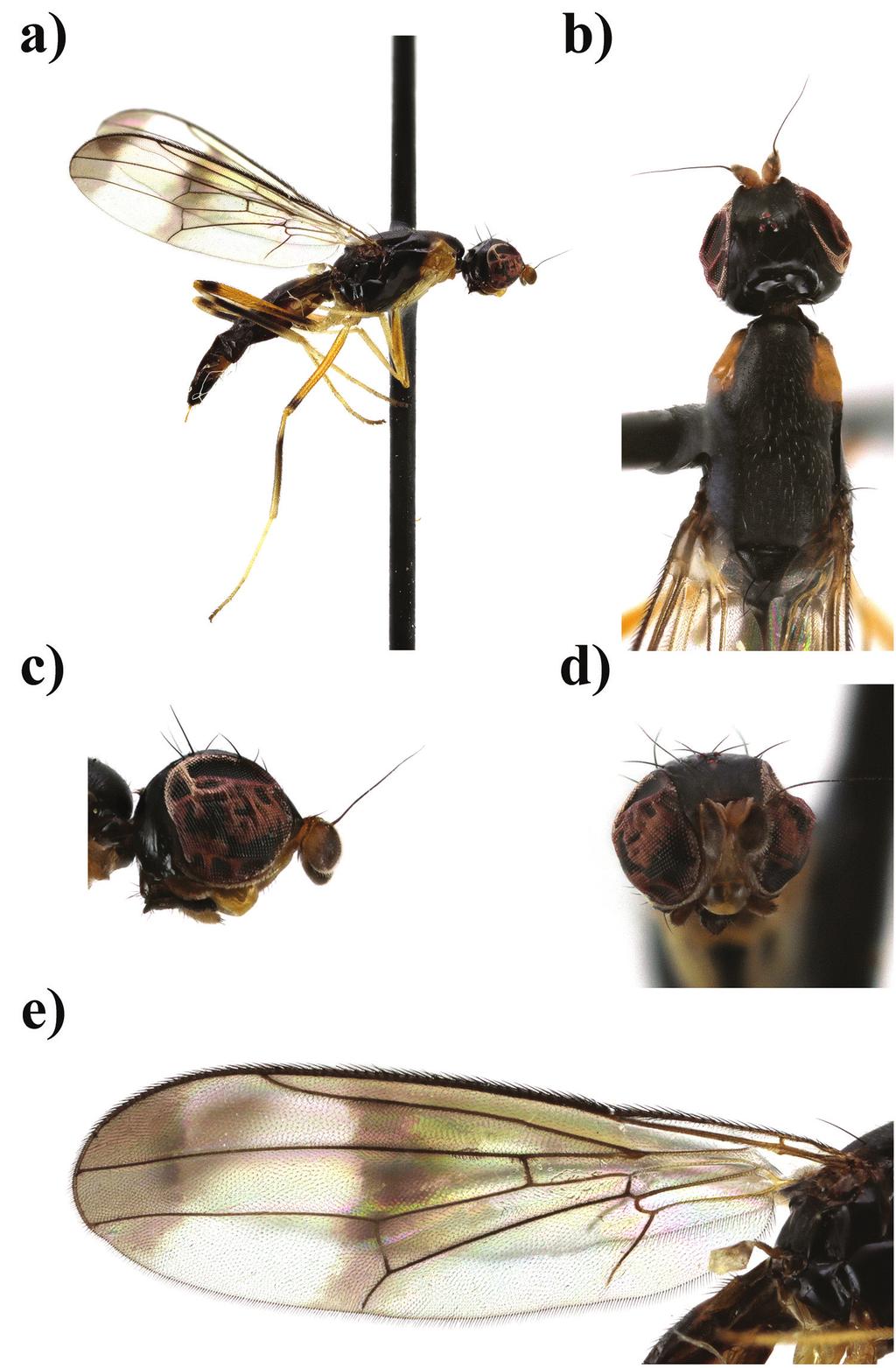 Eight new species of Strongylophthalmyia Heller from Vietnam with a key to species... 135 Figure 8.