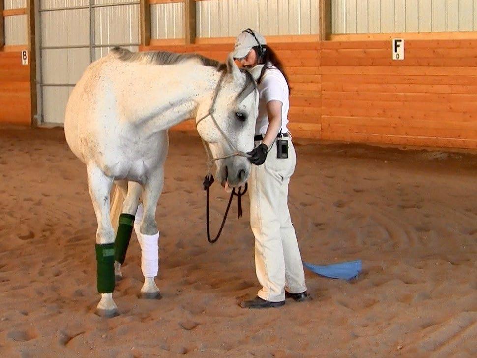 Relaxation exercises result in the horse swinging through its back and lengthening and stretching its frame.
