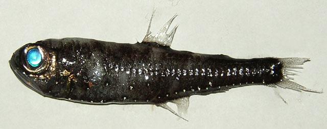 Benthosema glaciale Pelagic Non-migratory