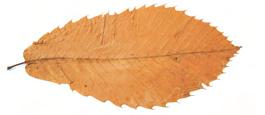 METHOD Use a long-handled leaf skimmer to remove leaves, insects, and any other debris floating on the pool surface.