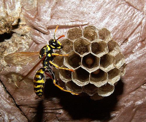 Paper Wasps Great for the garden, not aggressive toward people Good example of a paper wasp and nest often