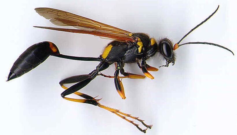 Mud daubers are black and yellow, thread-waisted, solitary wasps that build a hard mud nest, usually on ceilings and walls, attended by a single female wasp.
