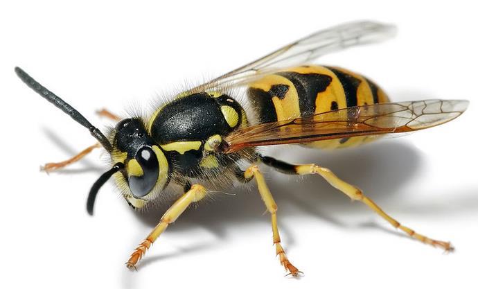 European wasp http://en.wikipedia.
