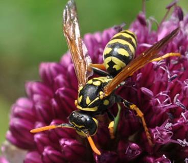 Comparisons Yellowjacket Wasp Adult western yellowjacket. Photo by Jack Kelly Clark. http://www.