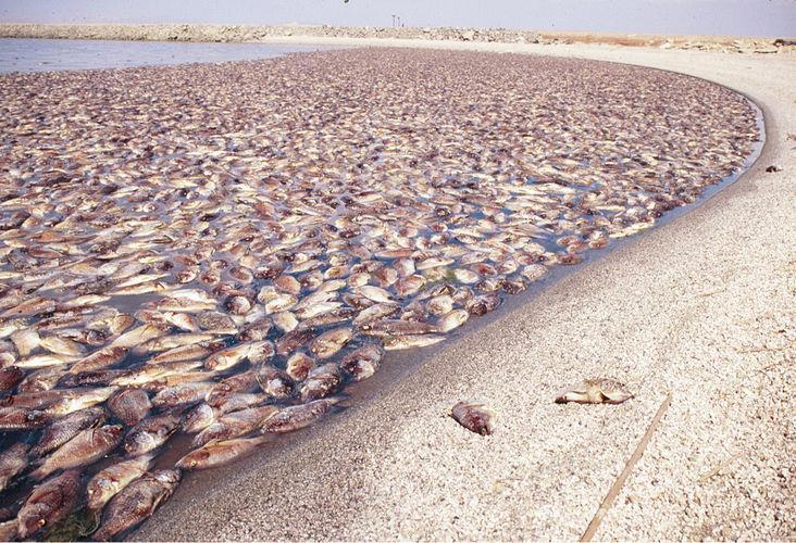 Salton Sea Fish Die Off