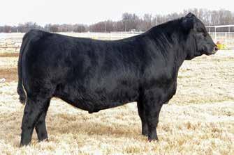 Rita 4619 Daughters PF 7008 Rita 4619 / Daughters of this featured Black Gold donor sell as Lots 5A and 5B.
