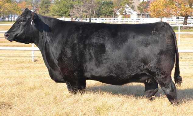 Henrietta Pride Family Sitz Henrietta Pride 285U / A daughter of this new addition to the Ankony Angus donor program sells as Lot 9.