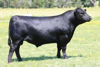 97 Featuring two daughters of the $80,000 valued feature of the joint embryo programs of Black Gold and Crazy K Ranch, Black Cap 5E5X, the direct daughter of the now-deceased herd sire producer,