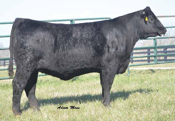 Fanny 1735 Daughters Black Gold Fanny R713 / Lot 11B FEATURING FOUR EXCITING PROSPECTS FROM THE PROVEN CARCASS FANNY FAMILY 11 A Black Gold Fanny R768 Birth Date: 8-30-2017 Cow +18990632 Tattoo: R768