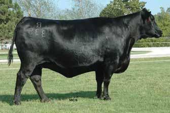 Lucy Family DaEsRo Lucy 11209 / A maternal sister to this herd sire producing feature of the 44 Farms and Stallion Angus Ranch programs sells as Lot 16.