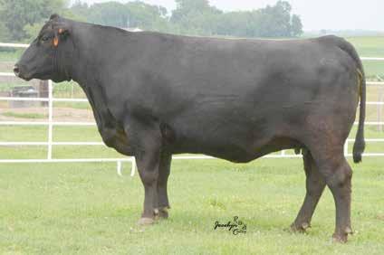 Lucy Family SF Lucy 3829-050 / A daughter of this foundation Lucy in the Sundberg Farms and Seagraves Angus programs sells as Lot 19.