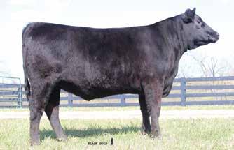 Predestined N1039 Daughters Black Gold Rita R705 / Lot 22B Black Gold Rita 674 / Lot 22D 22 A Black Gold Rita R805 Birth Date: 1-9-2018 Cow +19047379 Tattoo: R805 *Varilek Product 2010 04 #Connealy