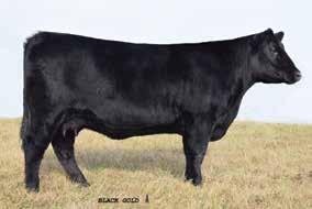 Rita Family Black Gold Rita R708 / Lot 24A Black Gold Rita 4505 / The $26,000 donor dam of Lots 23A and 23B selected by Twin Creek Farms in the 2017 Black Gold Sale.