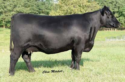 Rita Family Apple Rita 0815 / A daughter of this second-generation Apple Cattle Company female sells as Lot 25.