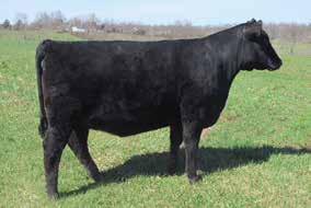 popular ABS roster member, Payweight 1682 and she stems from a first calf heifer and second-generation Apple Cattle Company female, Rita 0815. Rita 1817 posts a weaning ratio of 100.