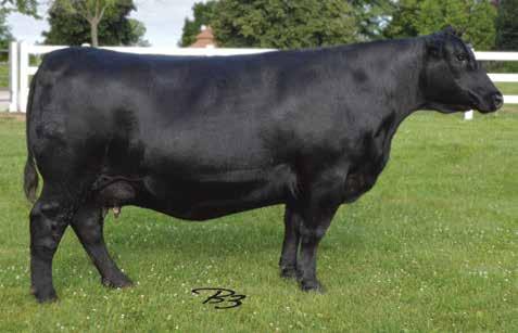 Foundation Families RB Lady Standard 305-0790 / Granddaughters of this Whitestone Farms headliner sell as Lots 42A through 43.