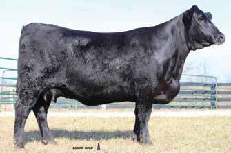 44 LCF Miss Lucy 709 Birth Date: 10-3-2017 Cow +*19002880 Tattoo: 709 +*Basin Payweight 1682 #+*Basin Payweight 006S TEX Playbook 5437 [RDF] 21AR O Lass 7017 +*18414912 +*Rita 1C43 of 9M26 Complete