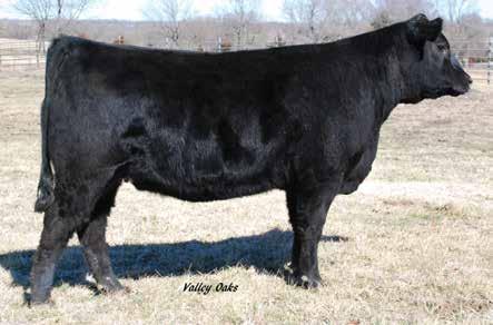 Power Prospects Basin Trojan Erica 41T4 / A granddaughter sells as Lot 48.